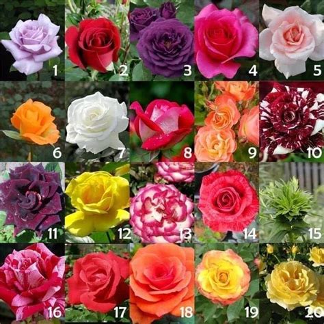 30 Macam Gambar Bunga Mawar Gambar Bunga Indah