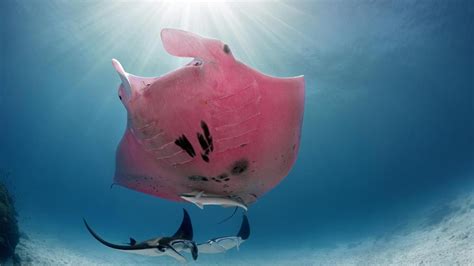 Australias Great Barrier Reef Inspector Clouseau Pink Manta Ray