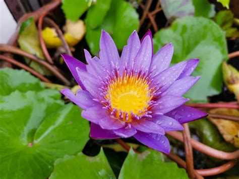 Beautiful Purple Lotus Flower In The Pool Stock Photo Image Of