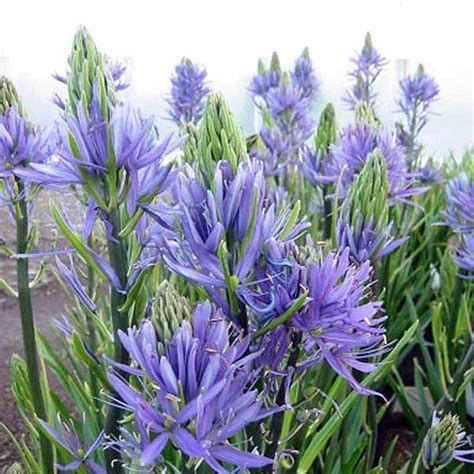 Watch this tulip variety mature and fully open to. 15 Camassia Cusickii (Wild Hyacinth Bulb)Blue starshaped ...