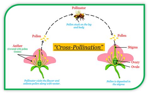 A Explain The Terms Self Pollination And Cross Pol Tutorix