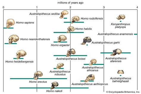 Quaternary Hominin Evolution Britannica