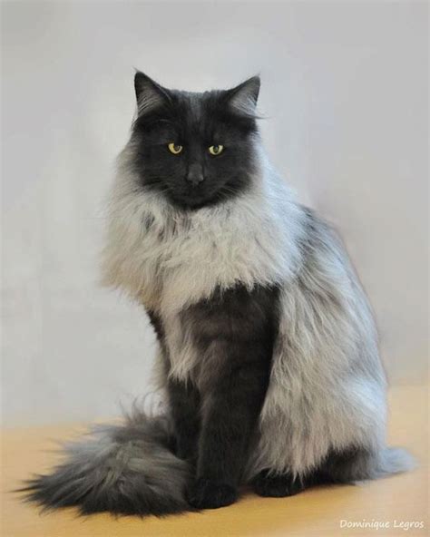 Grey Cats Norwegian Forest Cat And Cats On Pinterest