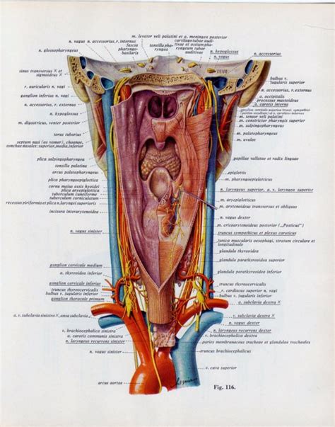 Human organs picture body 5 most important organs in the human body human anatomy kenhub. Items similar to Vintage Medical Page Human Body Diagram ...