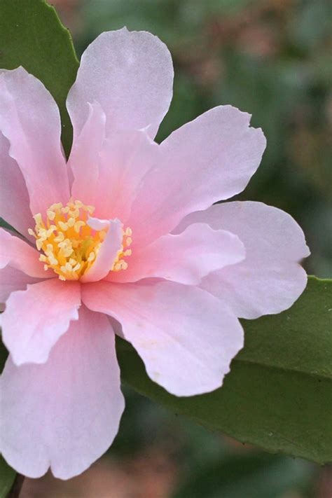 Winters Toughie Cold Hardy Dwarf Camellia Free Shipping