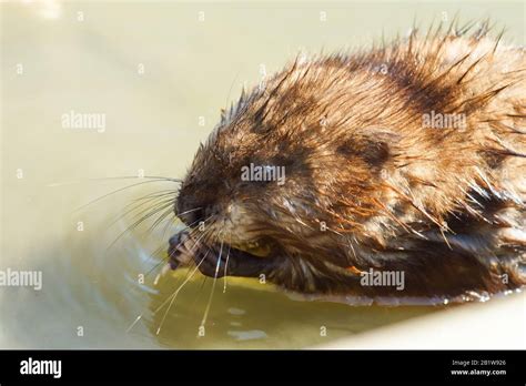 Musquash Or Musk Rat Lat Ondatra Zibethicus Is A Mammal Of The