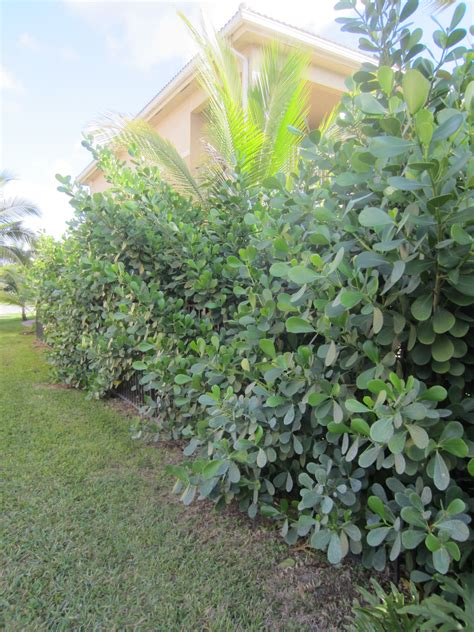 Clusia G Hedging One Of The Top Hedges In S Florida In Our Opinion