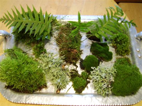 Living Moss Fairy Garden Terrarium Bonsai Supplies By Gypsychest