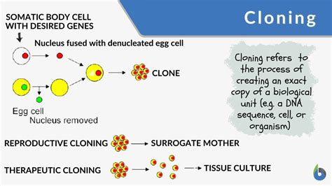 Cloning Definition And Examples Biology Online Dictionary