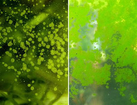 We believe in helping you find the product that is right for you. How to Easily Identify And Remove Green Spot Algae