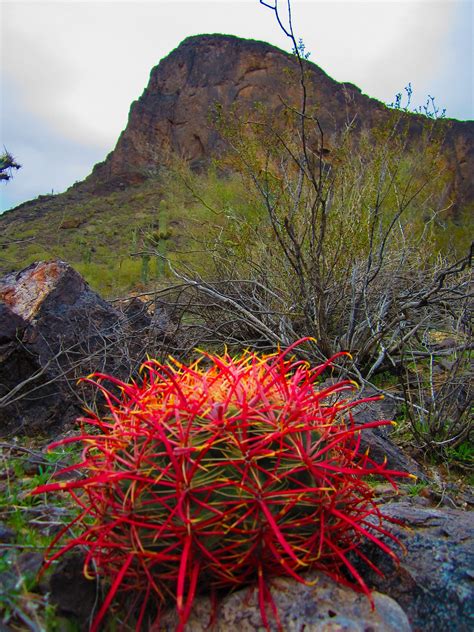 Looking to add a gorgeous pop of color into your home or garden? Red Spined Cactus … | Planting succulents, Cactus plants ...