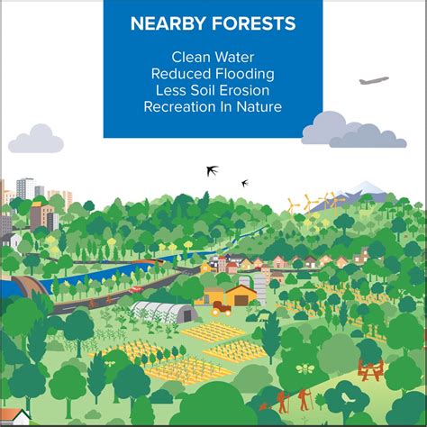 Cities4forests Connecting Cities With Forests Around The World
