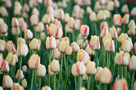 Magnificent Tulips Beth Walsh Photography