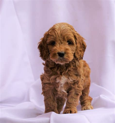 I ham helping a friend sale his cockapoos. Cockapoo Puppy For Sale Millersburg, OH Male- Collin - AC ...