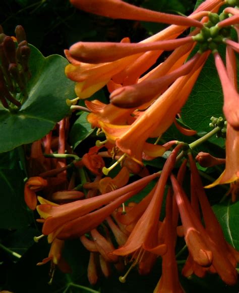 Sempervirens) has oval, sometimes joined leaves and climbs high in forest trees. Lonicera x brownii 'Dropmore Scarlet' | Scarlet Trumpet ...
