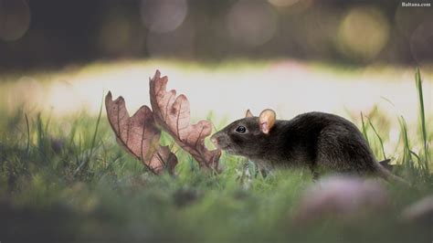 Rat Mouse Hd Wallpapers 31780 Baltana