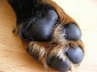 When this extreme flexion occurs, the supporting ligaments in the carpus can become strained or torn, causing injury. Best Spa Products for Dogs, and They're Vegan, Too! - Bark ...