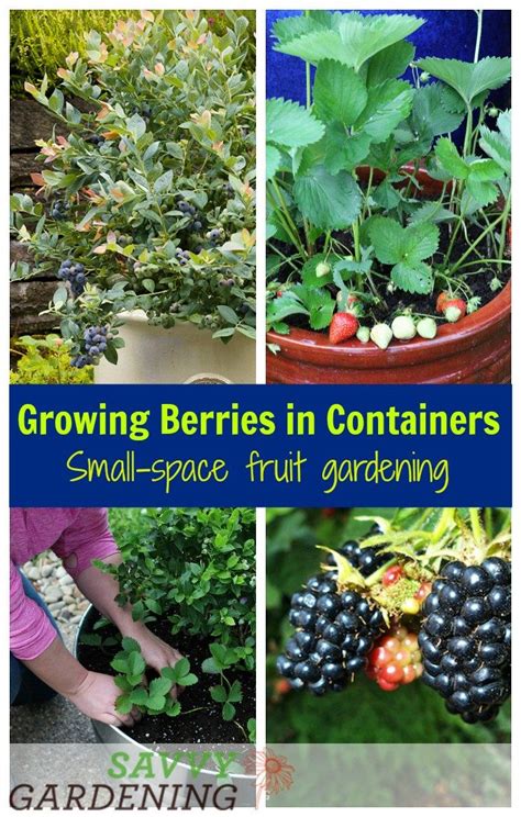 Growing Berries In Containers How To Grow A Small Space Fruit Garden
