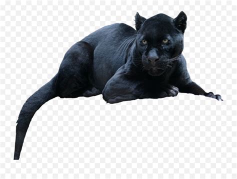 Jaguar Psd Official Psds Black Panther In Real Life Pngpanther