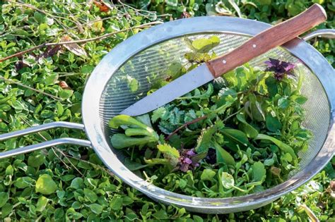 Allerdings empfiehlt es sich, nur das in einem kräutergarten anzupflanzen, was später auch wirklich genutzt wird. Superfood aus dem eigenen Garten | Kräuter pflanzen ...