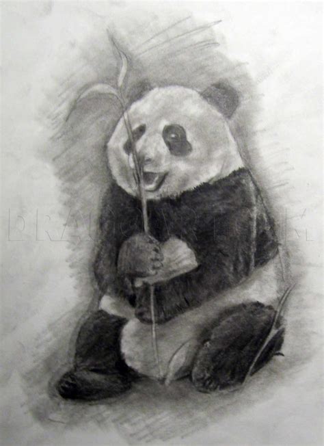 How To Draw A Realistic Panda Draw Real Panda By Finalprodigy