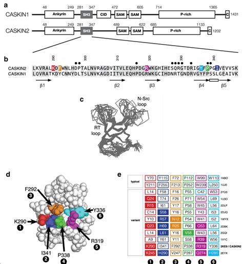 Domain Organization Of Caskin2 And Structure Features Of Its Sh3