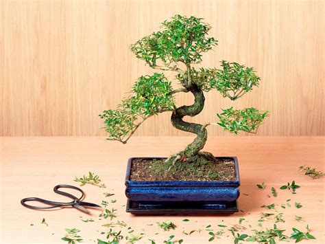 How To Grow A Bonsai Tree Indoors