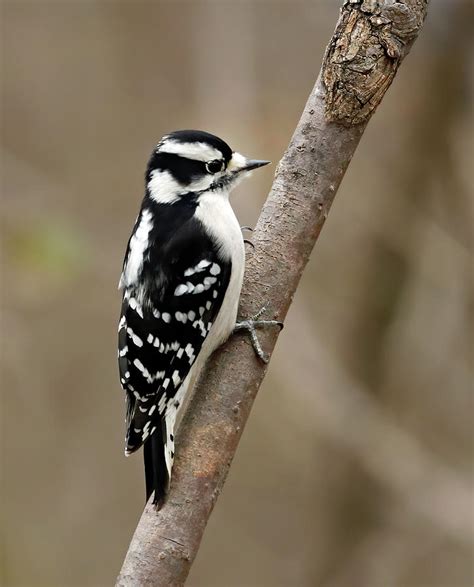 Downy Woodpecker 158 Indiana Photograph By Steve Gass Pixels