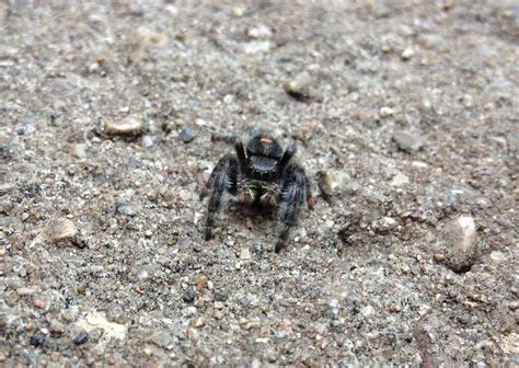 Daring Jumping Spider Phidippus Audax Distinguished By Their
