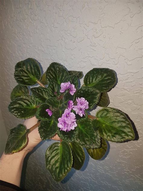 To see what those different colors mean, check out our colored leaves page here. Help, some of my African violet leaves are turning yellow ...