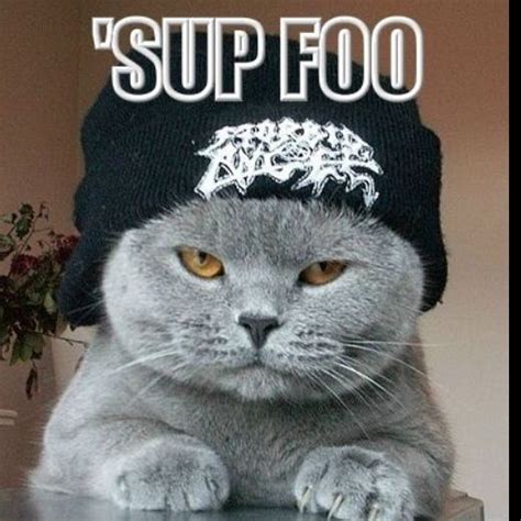 Sup Foo Funny Dog Captions Funny Cat Images Silly Cats Pictures Cat