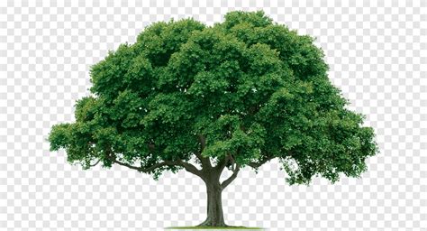 شجرة Png