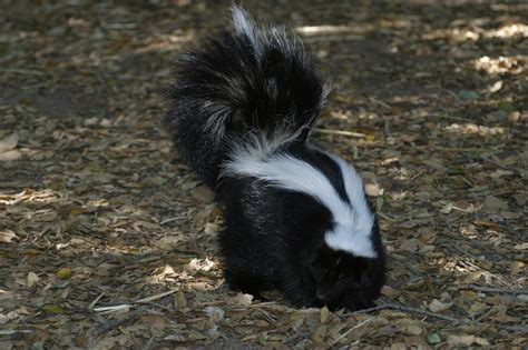 Skunk Mating Season Begins Triangle Wildlife Removal 919 661 0722