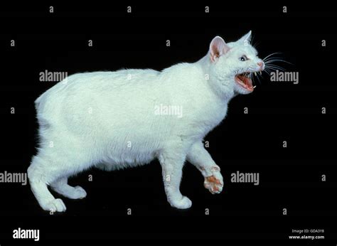 Manx Domestic Cat Cat Breed Without Tail Adult Snarling Against Black