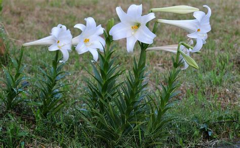 野百合 Lilium Brownii Plants Rhizome Lily