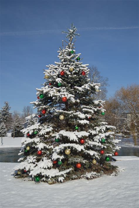 Kostenlose Foto Baum Schnee Feier Kiefer Dekoration Urlaub
