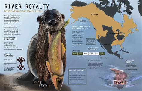 North American River Otter Infographic On Behance River Otter Otters