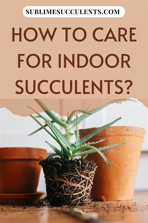 But when your cacti look a little sunken, your mind starts reeling: How to Care for Indoor Succulents in 2020 | Succulents ...