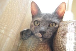 Das geht nicht immer gut aus. Katze kratzt am Sofa - Ursache und Abhilfe ...