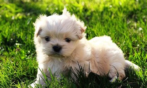 Using milk replacers for feeding puppies. What to Feed a Puppy at 6 Weeks | Canna-Pet®