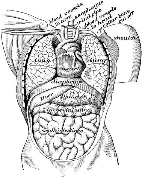 The human body is everything that makes up, well, you. View of Organs from the Front | ClipArt ETC