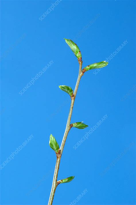 American Elm Buds Stock Image B7400627 Science Photo Library