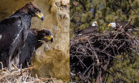 Golden Eagles Vs Bald Eagles Differences And Comparison