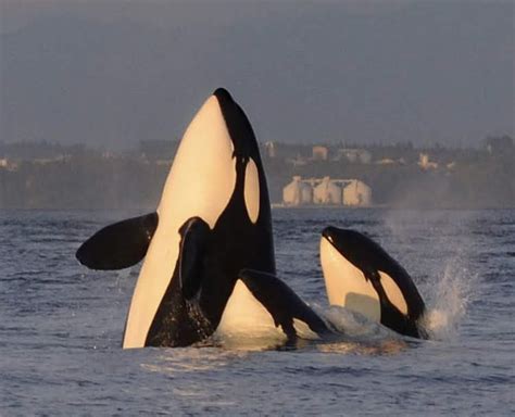 Extraordinary Places To See Wild Orcas Dolphin Project