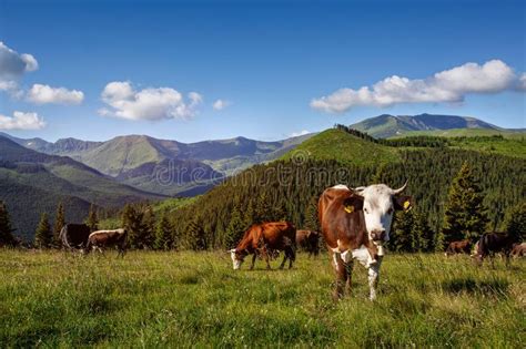 Idyllic Summer Landscape In The Mountain With Cow Stock Photo Image