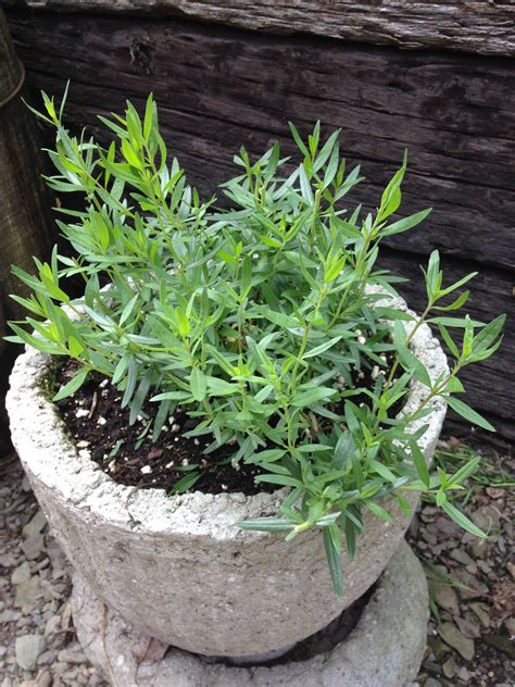 While we hope to have a list of these answers up soon, the easiest way to find the. Can anyone identify this herb? Looks like Rosemary, but ...