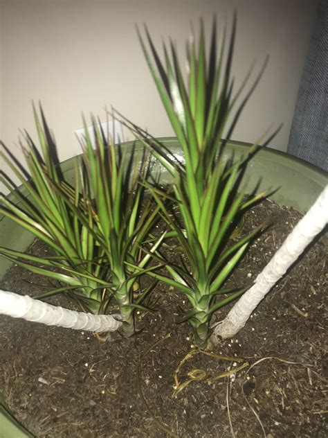 Can I take these baby palm trees out and repot them? Or would it hurt