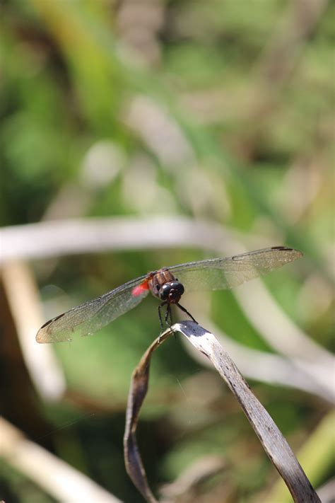 Dragonfly Japanese Garden East Gosford Picture Taken By My Sister