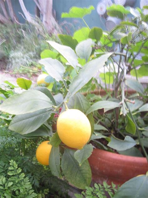 Maybe you would like to learn more about one of these? Southern California Gardening: Fruit Trees | Dwarf lemon ...