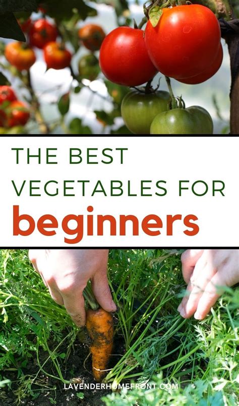 8 Easy To Grow Vegetables For Beginners Easy Vegetables To Grow
